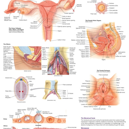 The Female Reproductive System Anatomical Chart