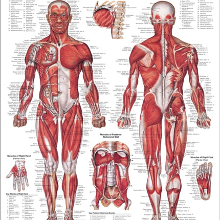 The Anatomical Male Muscular System Anatomical Chart