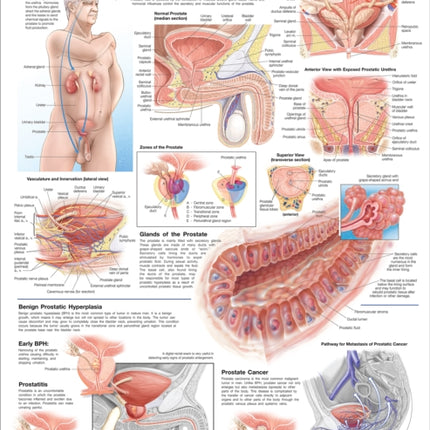 The Prostate Anatomical Chart