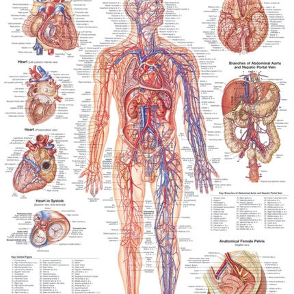 The Vascular System and Viscera Anatomical Chart