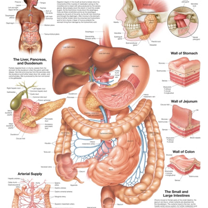 The Digestive System Anatomical Chart