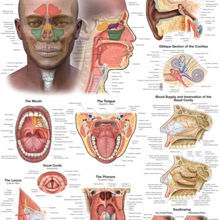 Ear Nose and Throat Anatomical Chart Laminated