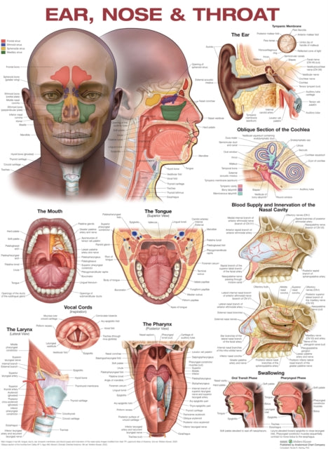 Ear Nose and Throat Anatomical Chart Laminated