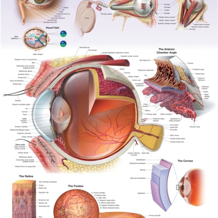 The Eye Anatomical Chart