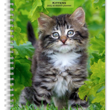 Kittens 2025 6 X 7.75 Inch SpiralBound WireO Weekly Engagement Planner Calendar New FullColor Image Every Week