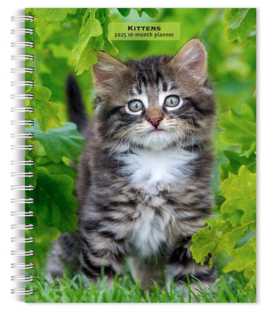 Kittens 2025 6 X 7.75 Inch SpiralBound WireO Weekly Engagement Planner Calendar New FullColor Image Every Week