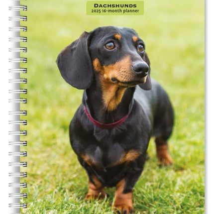 Dachshunds 2025 6 X 7.75 Inch SpiralBound WireO Weekly Engagement Planner Calendar New FullColor Image Every Week