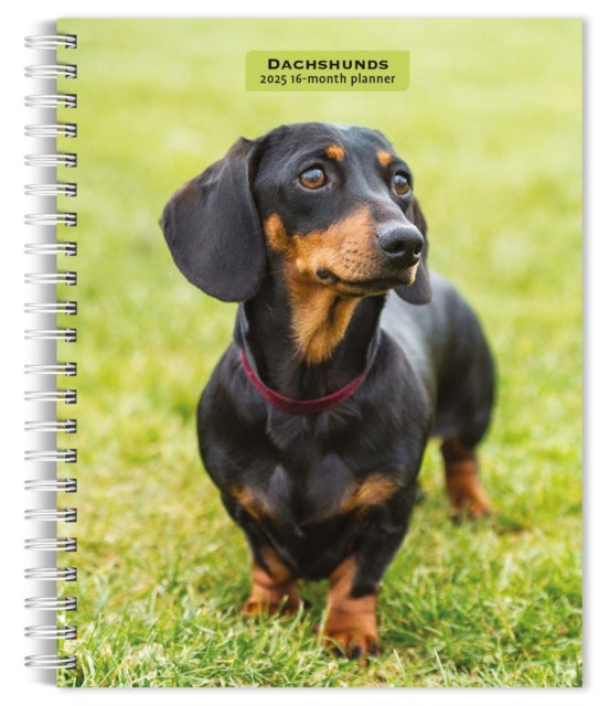 Dachshunds 2025 6 X 7.75 Inch SpiralBound WireO Weekly Engagement Planner Calendar New FullColor Image Every Week