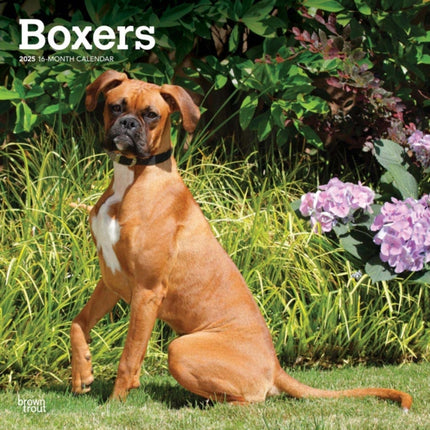 Boxers 16 Month Caledar