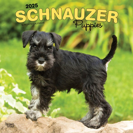 Schnauzer Puppies 2025 12 X 24 Inch Monthly