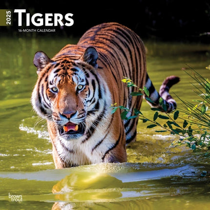 Tigers 2025 12 X 24 Inch Monthly Square Wall
