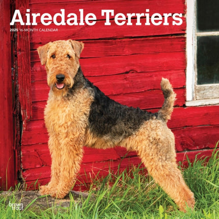 Airedale Terriers 2025 12 X 24 Inch Monthly
