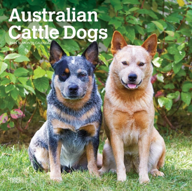 Australian Cattle Dogs 2025 12 X 24 Inch Monthly Square Wall Calendar PlasticFree