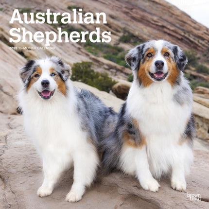 Australian Shepherds 2025 12 X 24 Inch Monthly Square Wall Calendar PlasticFree