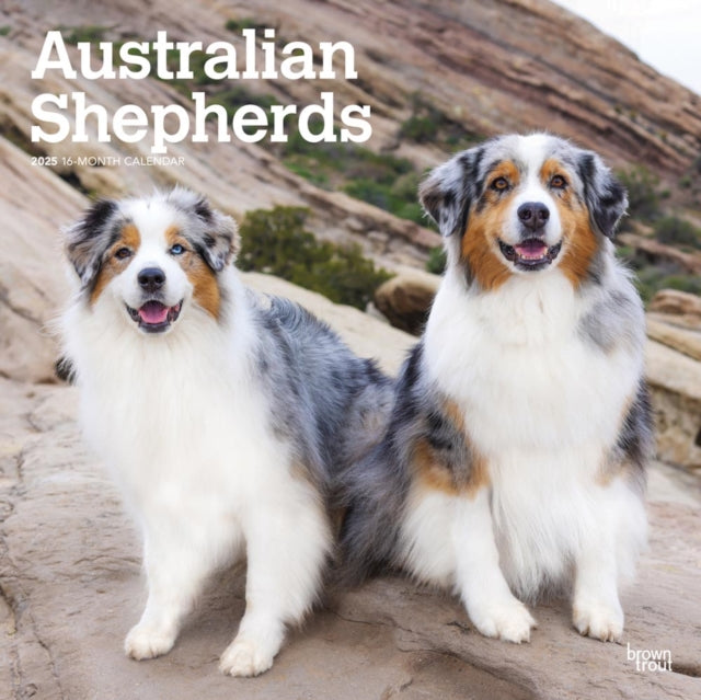 Australian Shepherds 2025 12 X 24 Inch Monthly Square Wall Calendar PlasticFree