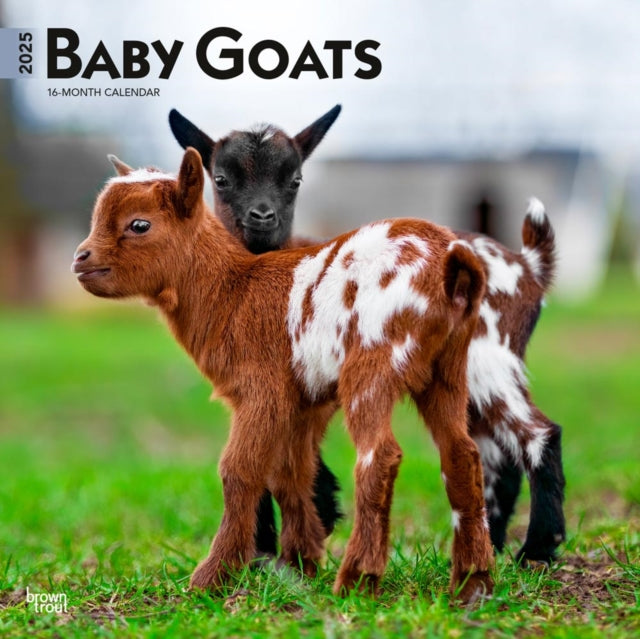 Baby Goats 2025 12 X 24 Inch Monthly Square Wall Calendar PlasticFree