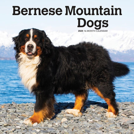 Bernese Mountain Dogs 2025 12 X 24 Inch Monthly