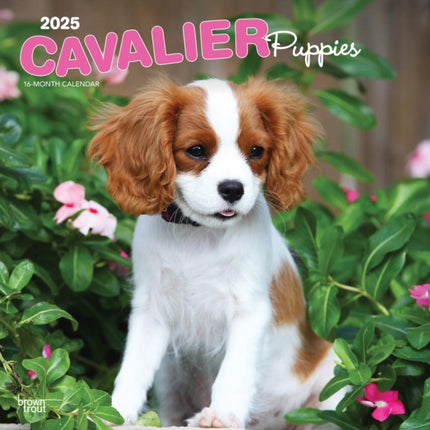 Cavalier King Charles Spaniel Puppies 2025 12 X