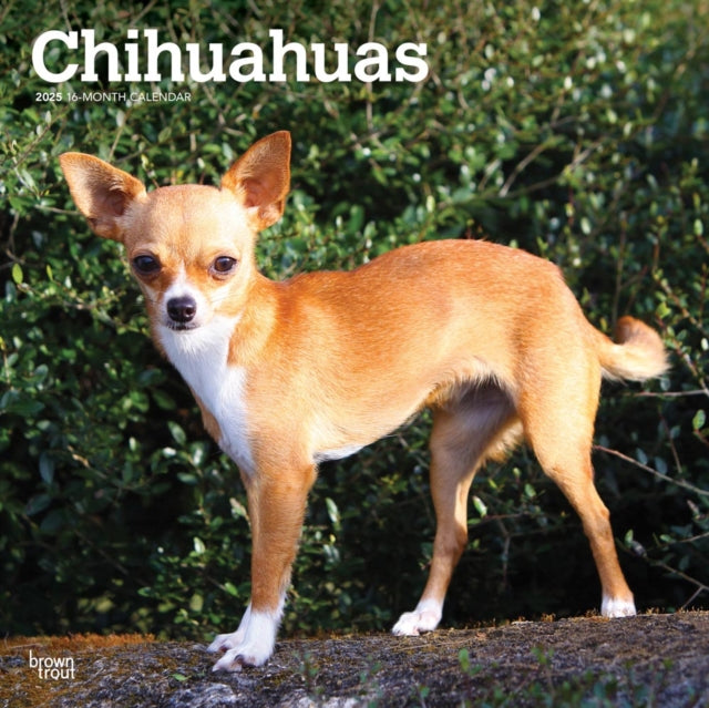 Chihuahuas 2025 12 X 24 Inch Monthly Square Wall Calendar PlasticFree