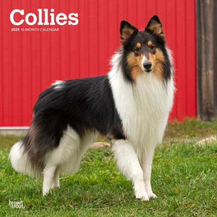 Collies 2025 12 X 24 Inch Monthly Square Wall