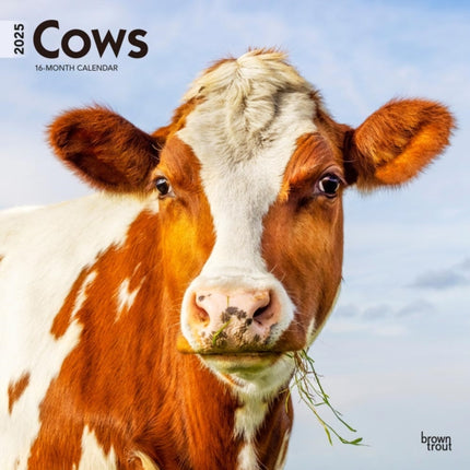 Cows 2025 12 X 24 Inch Monthly Square Wall Calendar PlasticFree