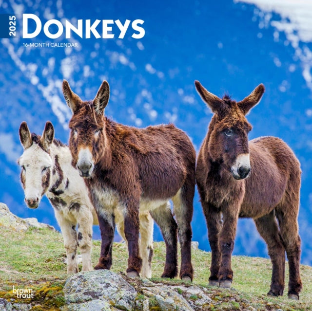 Donkeys 2025 12 X 24 Inch Monthly Square Wall Calendar PlasticFree