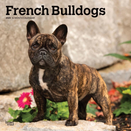 French Bulldogs 2025 12 X 24 Inch Monthly Square