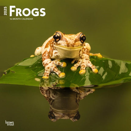Frogs 2025 12 X 24 Inch Monthly Square Wall