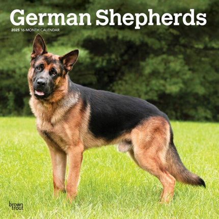 German Shepherds 2025 12 X 24 Inch Monthly Square Wall Calendar PlasticFree