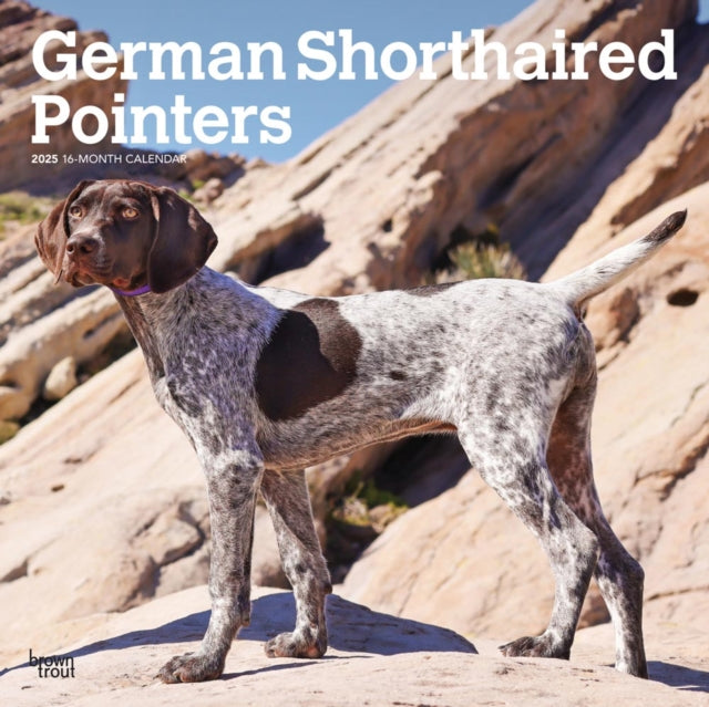 German Shorthaired Pointers 2025 12 X 24 Inch Monthly Square Wall Calendar PlasticFree