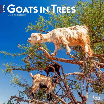 Goats in Trees 2025 12 X 24 Inch Monthly Square Wall Calendar PlasticFree