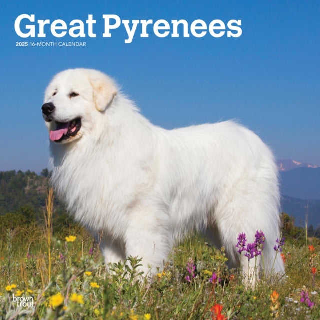 Great Pyrenees 2025 12 X 24 Inch Monthly Square Wall Calendar PlasticFree