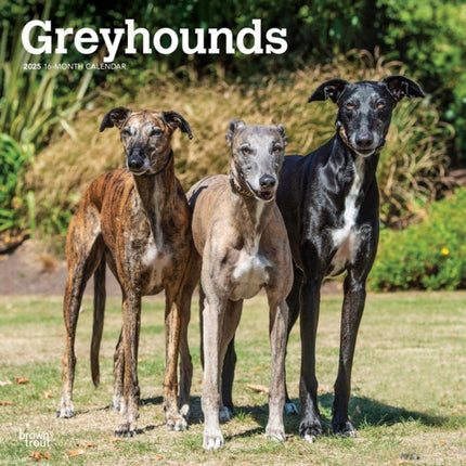 Greyhounds 2025 12 X 24 Inch Monthly Square Wall