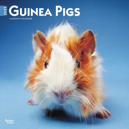 Guinea Pigs 2025 12 X 24 Inch Monthly Square Wall