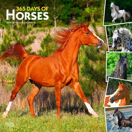 365 Days of Horses 2025 12 X 24 Inch Monthly Square Wall Calendar PlasticFree