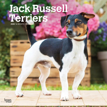 Jack Russell Terriers 2025 12 X 24 Inch Monthly