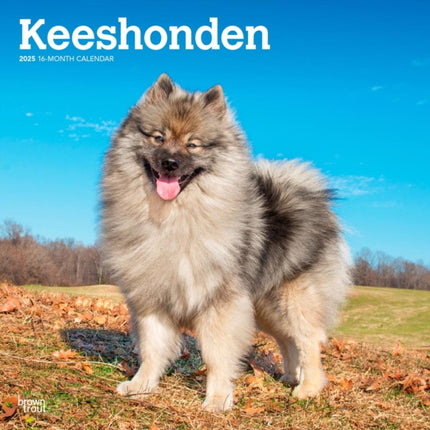 Keeshonden 2025 12 X 24 Inch Monthly Square Wall