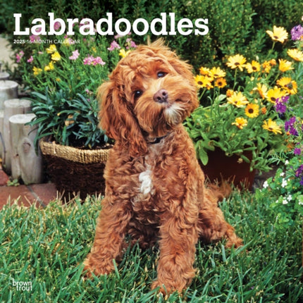 Labradoodles 2025 12 X 24 Inch Monthly Square