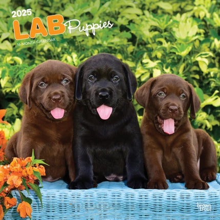 Labrador Retriever Puppies 2025 12 X 24 Inch