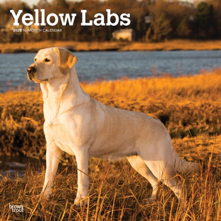 Yellow Labrador Retrievers 2025 12 X 24 Inch