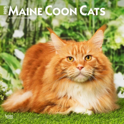 Maine Coon Cats 2025 12 X 24 Inch Monthly Square