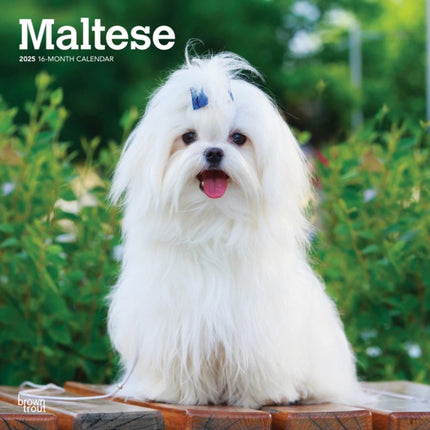 Maltese 2025 12 X 24 Inch Monthly Square Wall