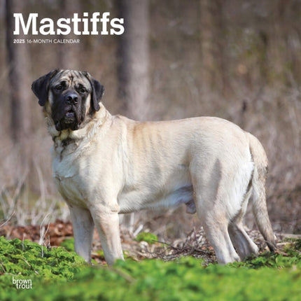 Mastiffs 2025 12 X 24 Inch Monthly Square Wall