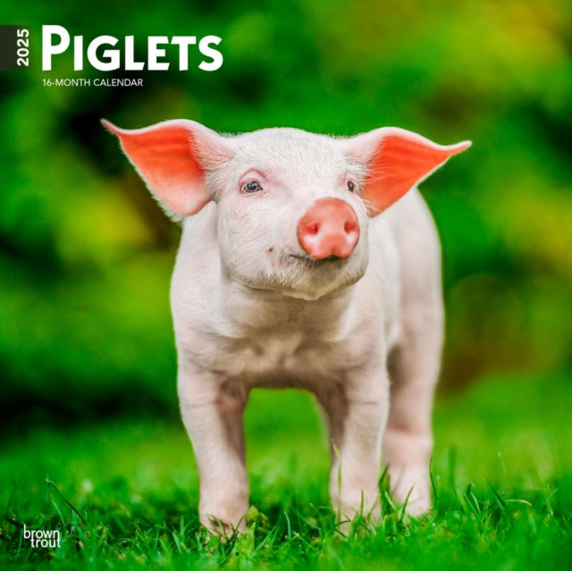 Piglets 2025 12 X 24 Inch Monthly Square Wall Calendar PlasticFree