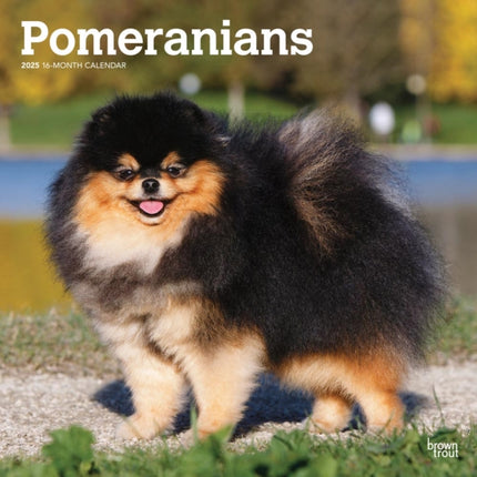 Pomeranians 2025 12 X 24 Inch Monthly Square Wall
