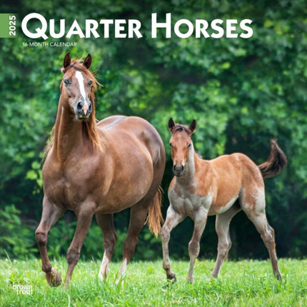 Quarter Horses 2025 12 X 24 Inch Monthly Square Wall Calendar PlasticFree