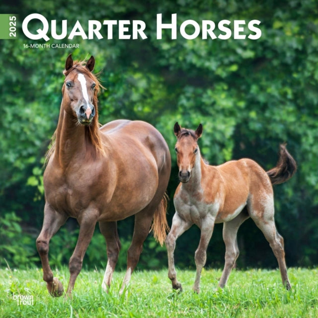 Quarter Horses 2025 12 X 24 Inch Monthly Square Wall Calendar PlasticFree