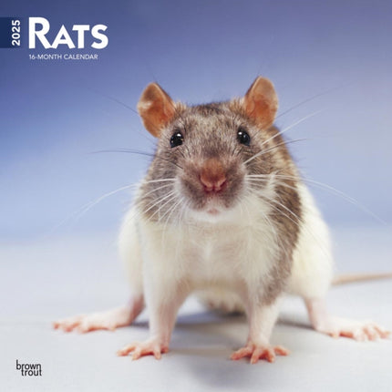 Rats 2025 12 X 24 Inch Monthly Square Wall