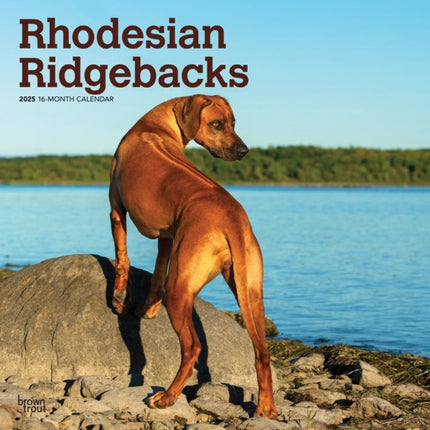 Rhodesian Ridgebacks 2025 12 X 24 Inch Monthly