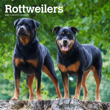 Rottweilers 2025 12 X 24 Inch Monthly Square Wall